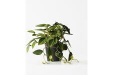 HEMA Kunstplant philodendron 55cm