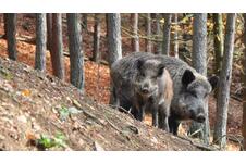 3-daags halfpensionarrangement